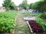 Allotment