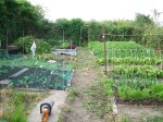 Allotment_after